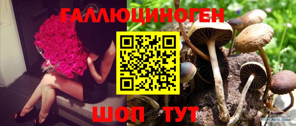 купить  сайты  Вход с VPN  Псилоцибиновые грибы GOLDEN TEACHER  Зеленокумск  Галлюциногенные грибы ЛСД 